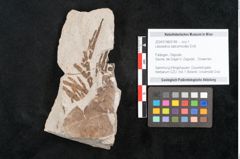 Foto (Objekt + Etikett) von Libocedrus salicornioides Endl. (NHMW-GEO-2024-0188-6749)